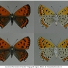 lyc thersamon imago volg1